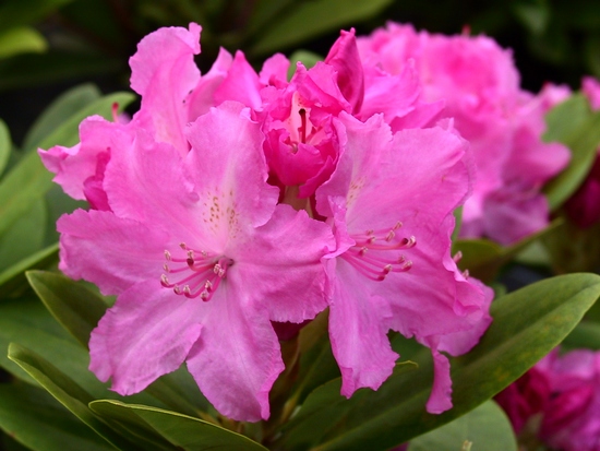 Rhododendron Yakushimanum 'Lumina'