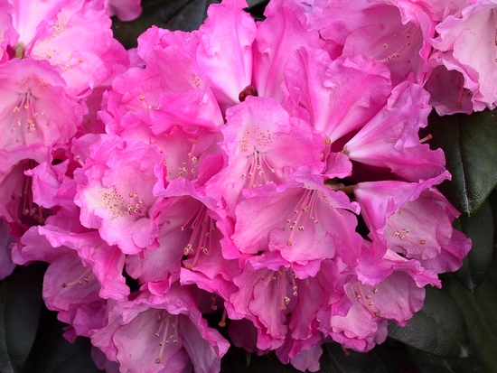 Rhododendron Yakushimanum 'Polaris'