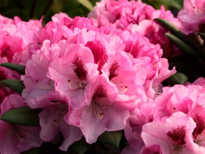 Rhododendron Yakushimanum 'Nicoletta (s)' — Rhododendron.be — photo 1