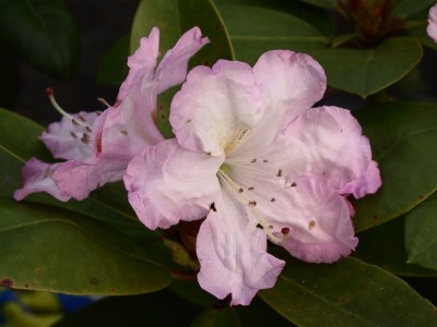 Rhododendron Williamsianum 'James Burchet' — photo 1
