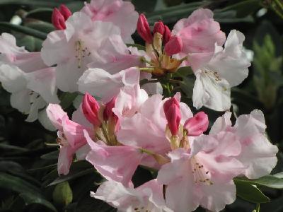 Rhododendron Williamsianum 'Bow bells' — photo 1