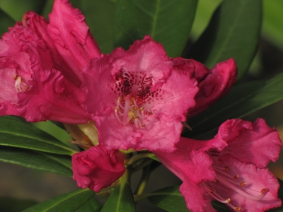Rhododendron hybride 'Ponticum roseum' — photo 1
