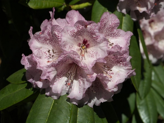 Rhododendron irroratum cv. 'Nimrod'