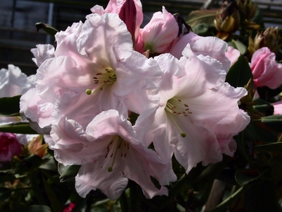 Rhododendron hybride 'Angelo' — Rhododendron.be — photo 1