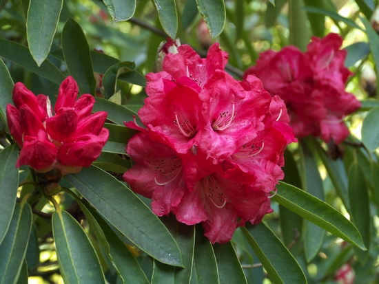 R. arboreum 'Glory of Penjerrick'
