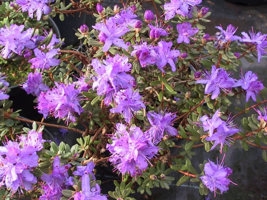 Rhododendron nain 'Impeditum' — photo 1