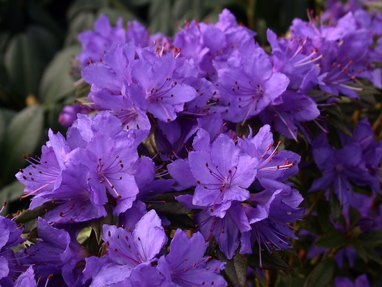 Rhododendron nain 'Russ. Gletschernacht'