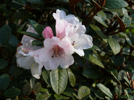 Rhododendron espece 'Tsariense'