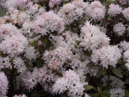 Rhododendron nain 'Racemosum'