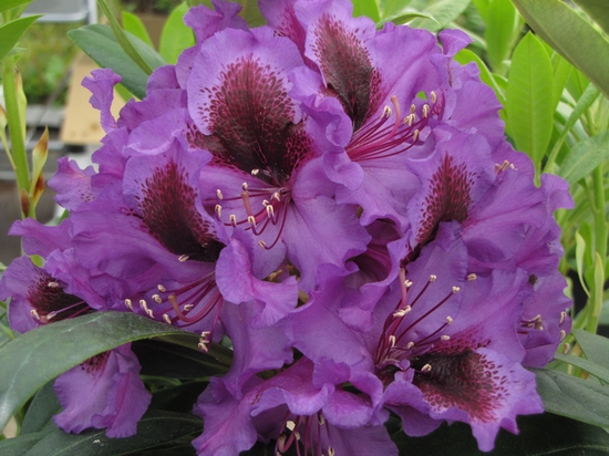 Rhododendron 'Orakel'