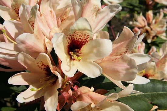 Rhododendron hybride 'Starbright Champagne' — photo 1