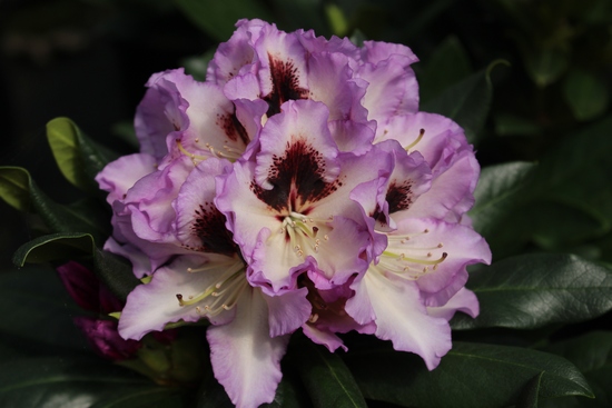 Rhododendron 'Pinguin'
