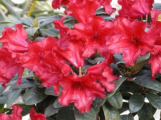 Rhododendron nain 'Scarlet Wonder'