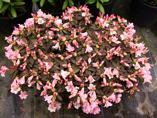 Rhododendron nain 'Weebee' — photo 1