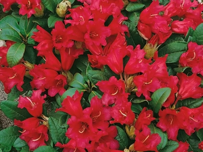 Rhododendron nain 'Bengal' — photo 1