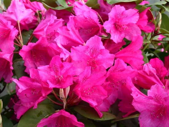 Rhododendron Williamsianum 'August Lamken'