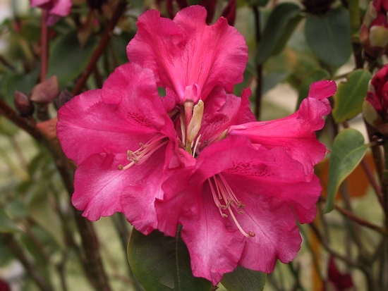 Rhododendron Williamsianum 'Gartendirektor Glocker'