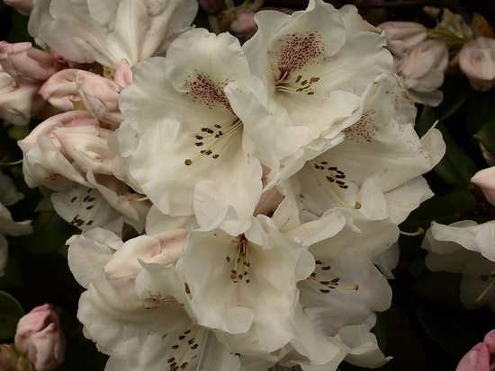 Rhododendron Williamsianum 'Gartendirektor Rieger'