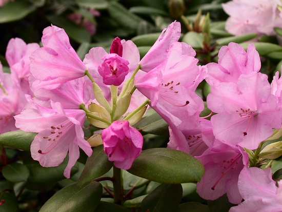 Rhododendron Williamsianum 'Vater Böhje'