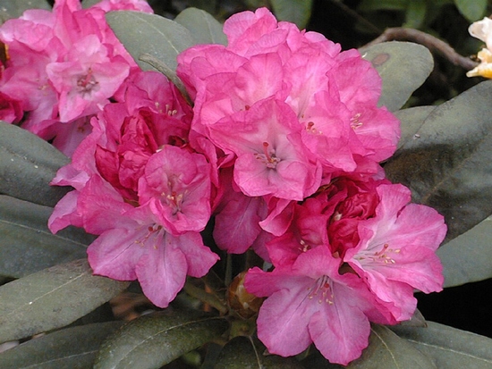 Rhododendron Yakushimanum 'Anka Heinje'