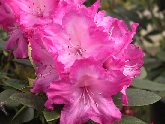 Rhododendron Yakushimanum 'Blurettia'