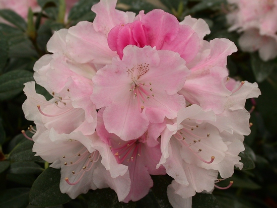 Rhododendron Yakushimanum 'Doc'