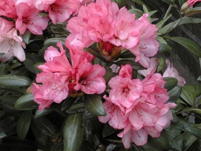 Rhododendron Yakushimanum 'Coral Velvet' — Rhododendron.be — photo 1