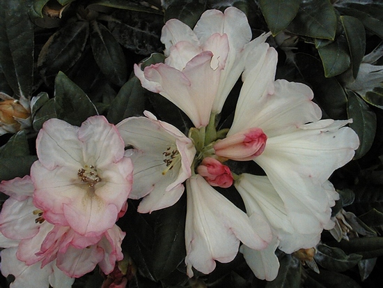 Rhododendron Yakushimanum 'Dusty Miller'