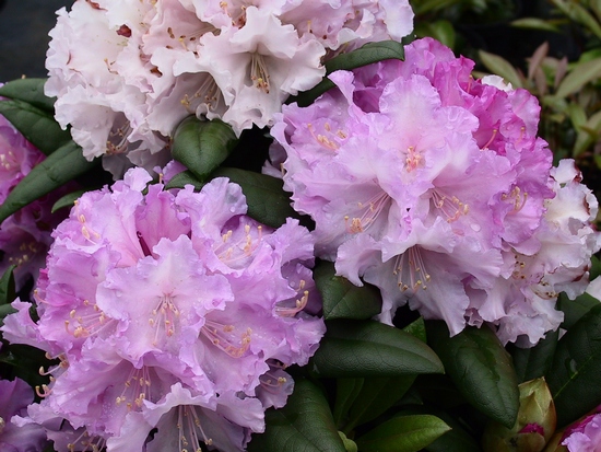 Rhododendron Yakushimanum 'Caroline Allbrook'