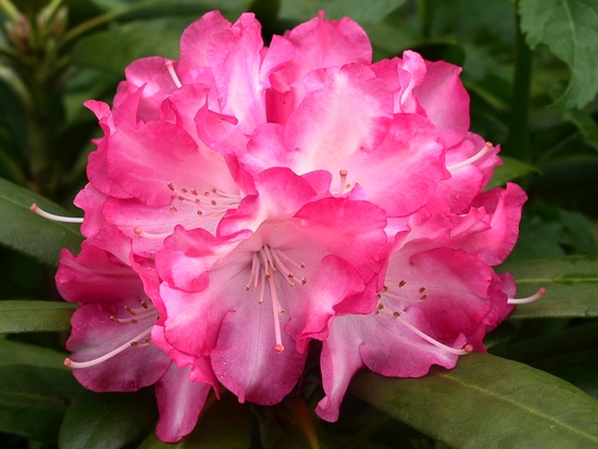 Rhododendron Yakushimanum 'Emanuela'