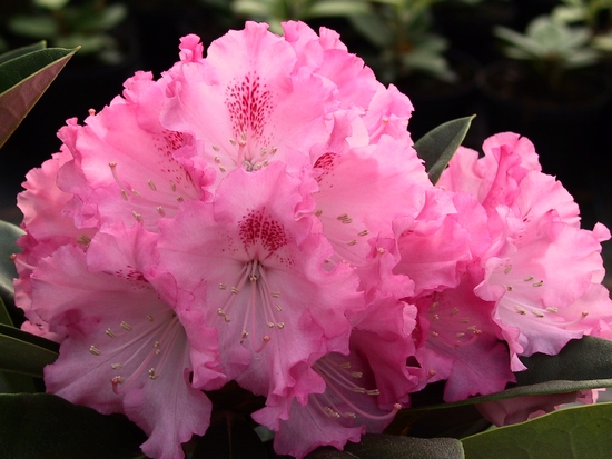 Rhododendron Yakushimanum 'Excelsior'