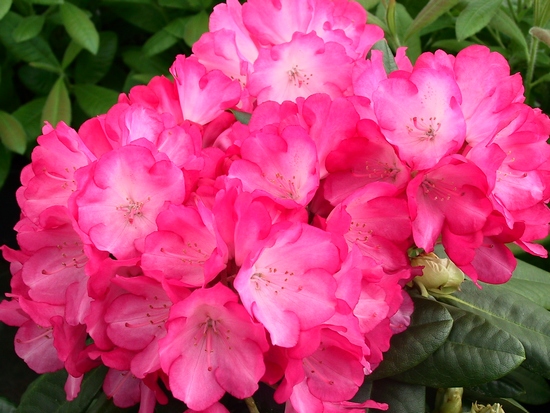 Rhododendron Yakushimanum 'Fantastica'