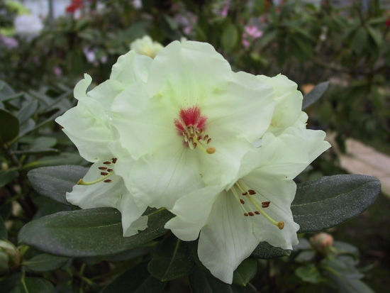 Rhododendron Yakushimanum 'Flava'