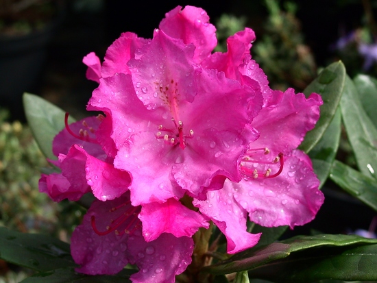 Rhododendron insigne 'Gabriela'