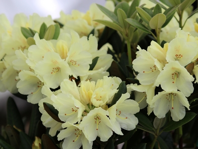 Rhododendron Yakushimanum 'Millenium Gold' — Rhododendron.be — photo 1