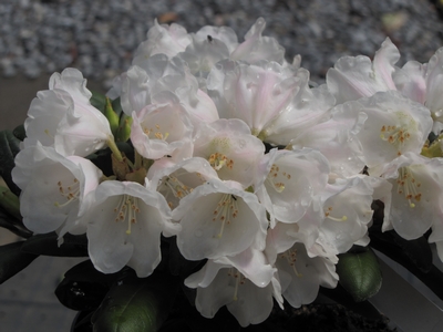 Rhododendron Yakushimanum 'Koichiro Wada' — Rhododendron.be — photo 1