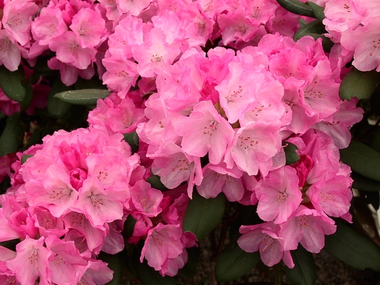 Rhododendron Yakushimanum 'Isadora'