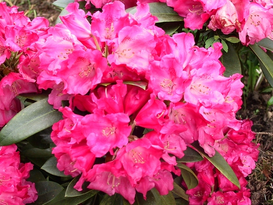 Rhododendron Yakushimanum 'Morgenrot'