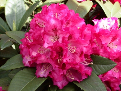 Rhododendron 'Nofretete'