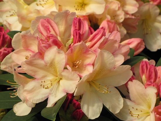 Rhododendron Yakushimanum 'Percy Wiseman'