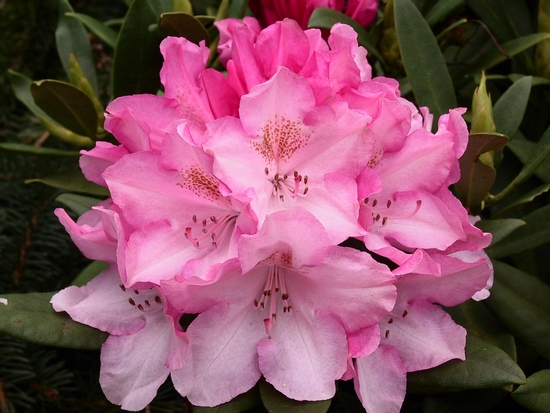 Rhododendron Yakushimanum 'Pink Cherub'