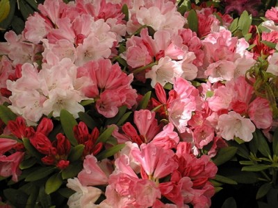 Rhododendron Yakushimanum 'Vuyk'Pink' — photo 1