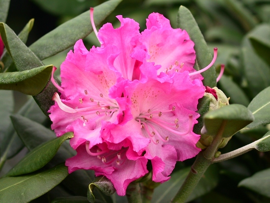 Rhododendron Yakushimanum 'Rosita'
