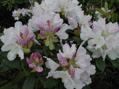Rhododendron Yakushimanum 'Marietta' — photo 1
