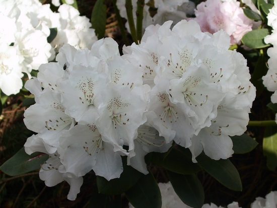 Rhododendron Yakushimanum 'Schneekrone'