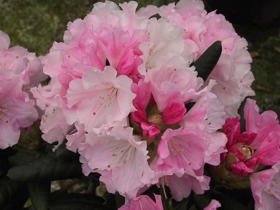 Rhododendron Yakushimanum 'Schneewittchen'