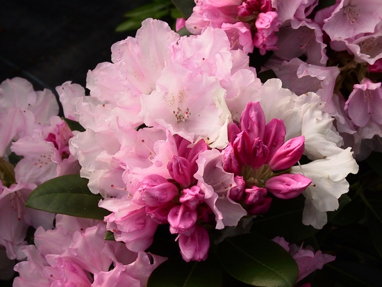 Rhododendron Yakushimanum 'Silberwolke'