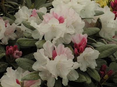 Rhododendron Yakushimanum 'Silver Lady' — photo 1