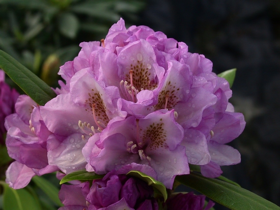Rhododendron Yakushimanum 'Sleepy'