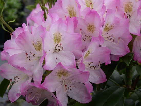 Rhododendron 'Sweet Simplicity'